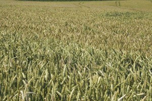 800px-Barley_field