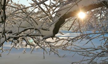 sunlight shining through tree branches laden with snow